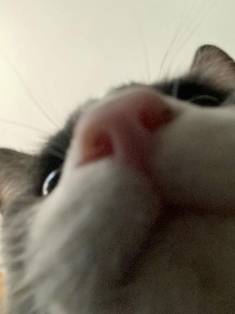 🐈‍⬛