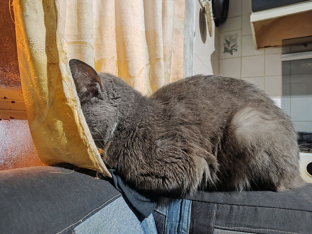 Creo que se me rompió el gato