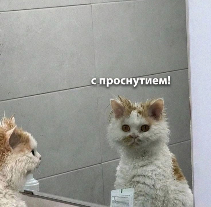 Понедельник 😇 доброго утра и лёгкой недели 🙏🤍