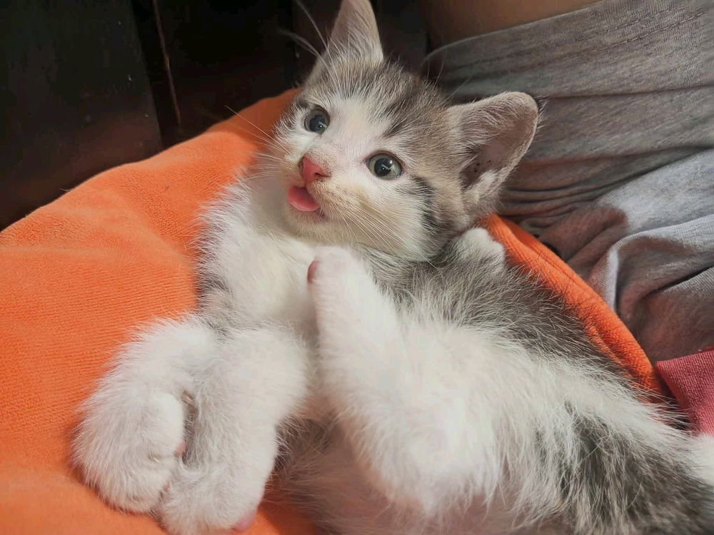 🐾