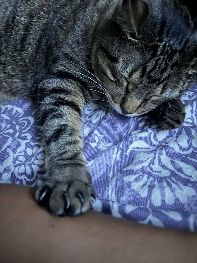 Siesta