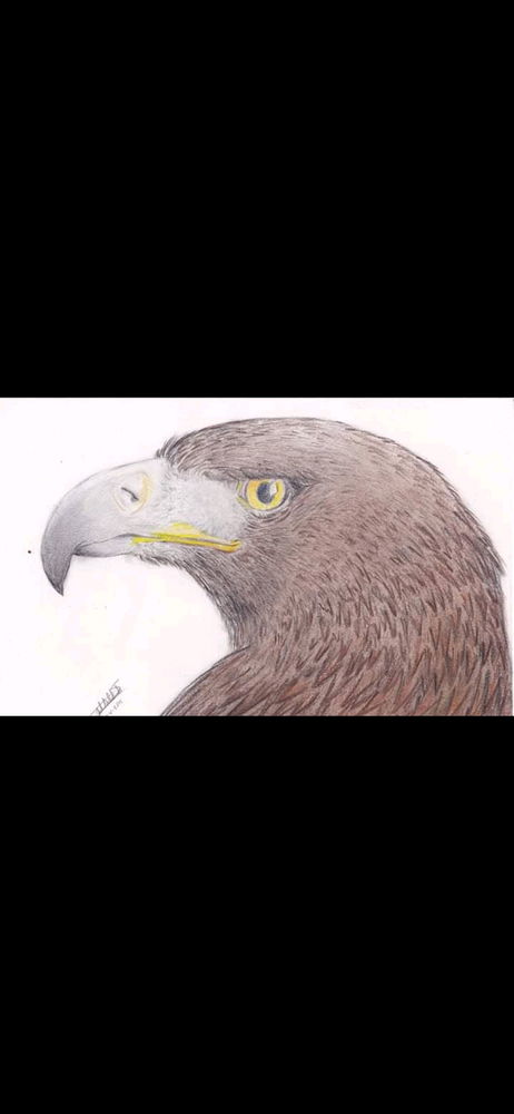 Eagle, eagle and more eagles