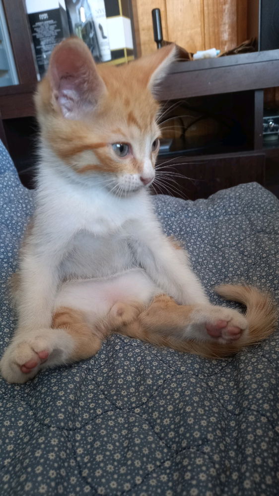 Gato sentado de la suerte