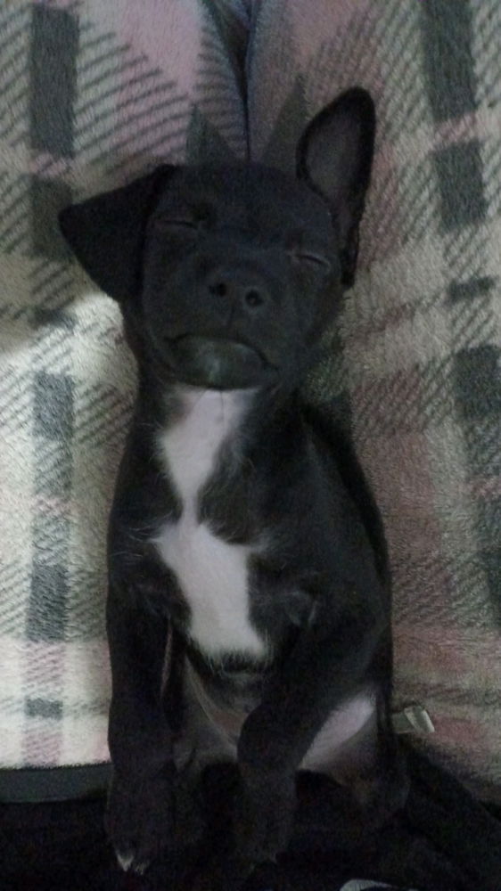Miren a mi perrito