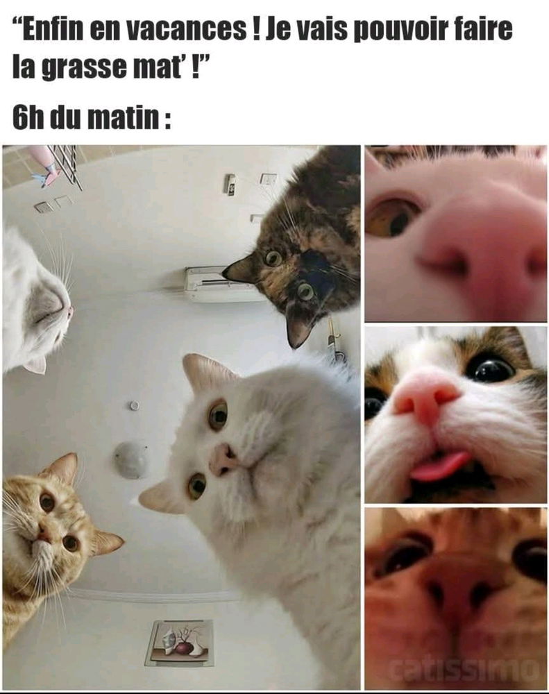 Bon lundi a tous et von courage pour ceux qui ont des chats 😆