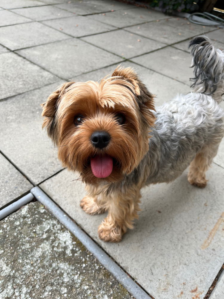 🐶