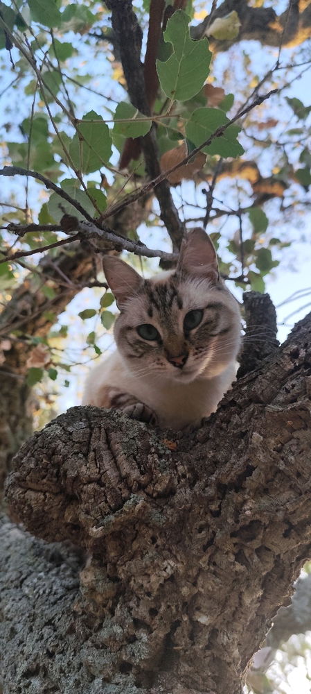 Good Morning 😼