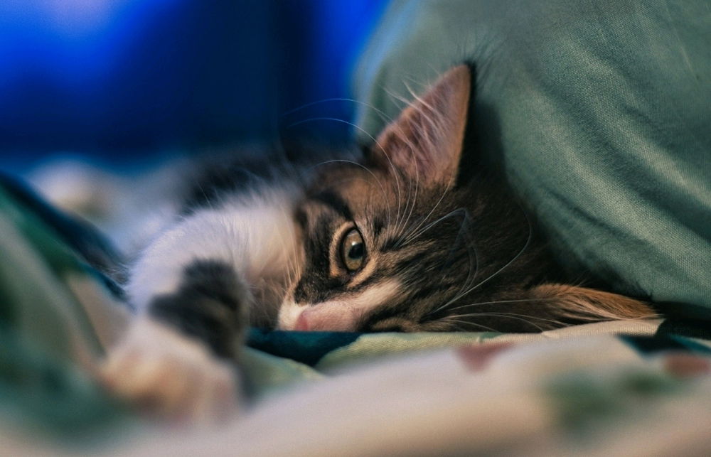 El gatito