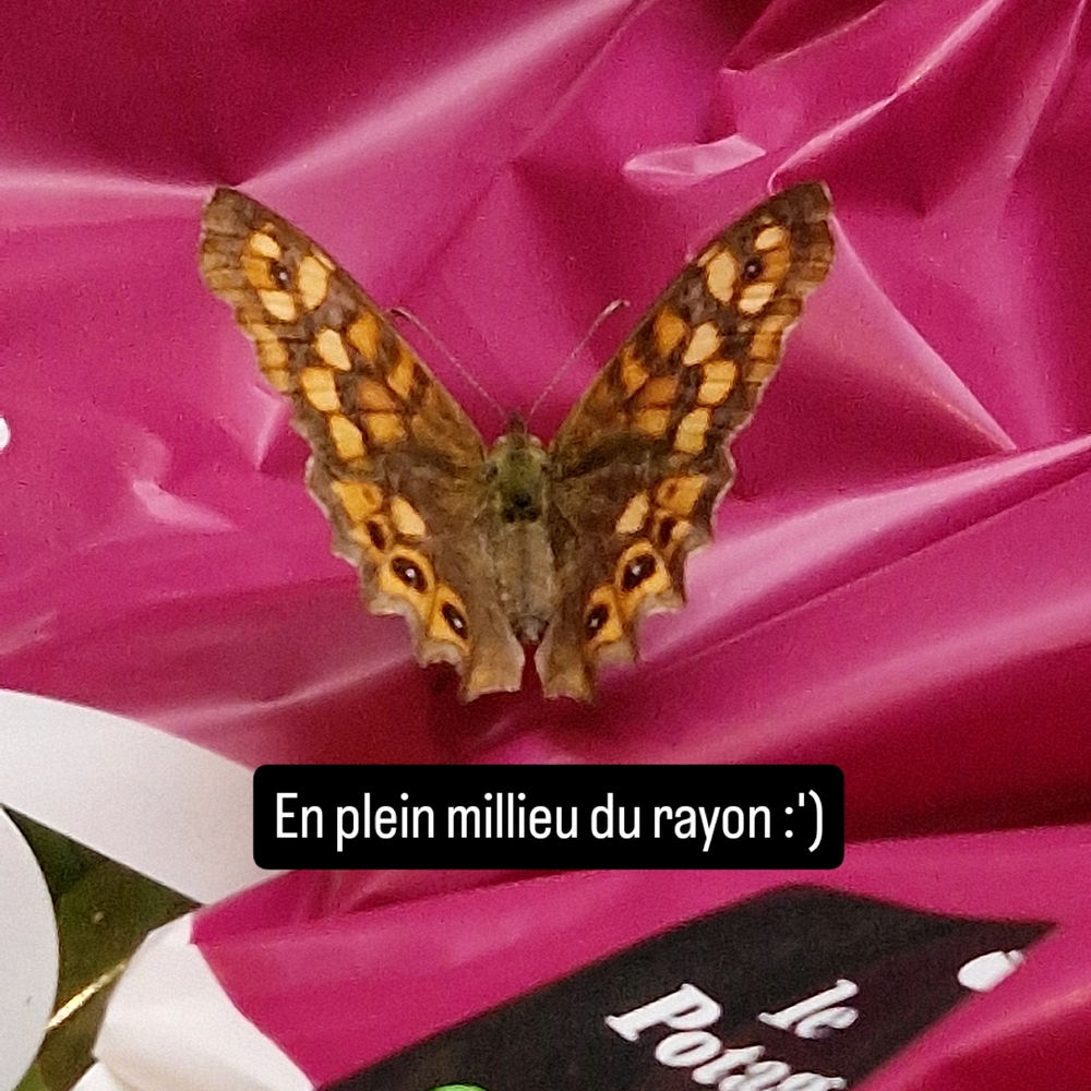 Papillon de Rayon