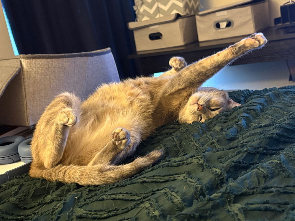 this is how my girl Hope sleeps