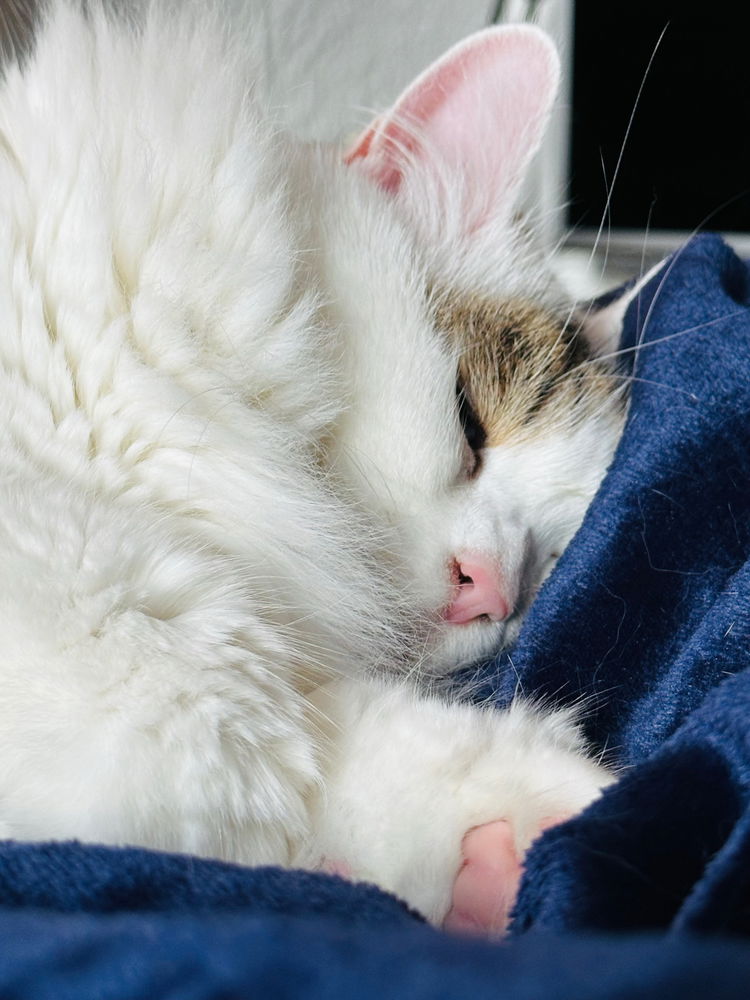 Do Not Disturb