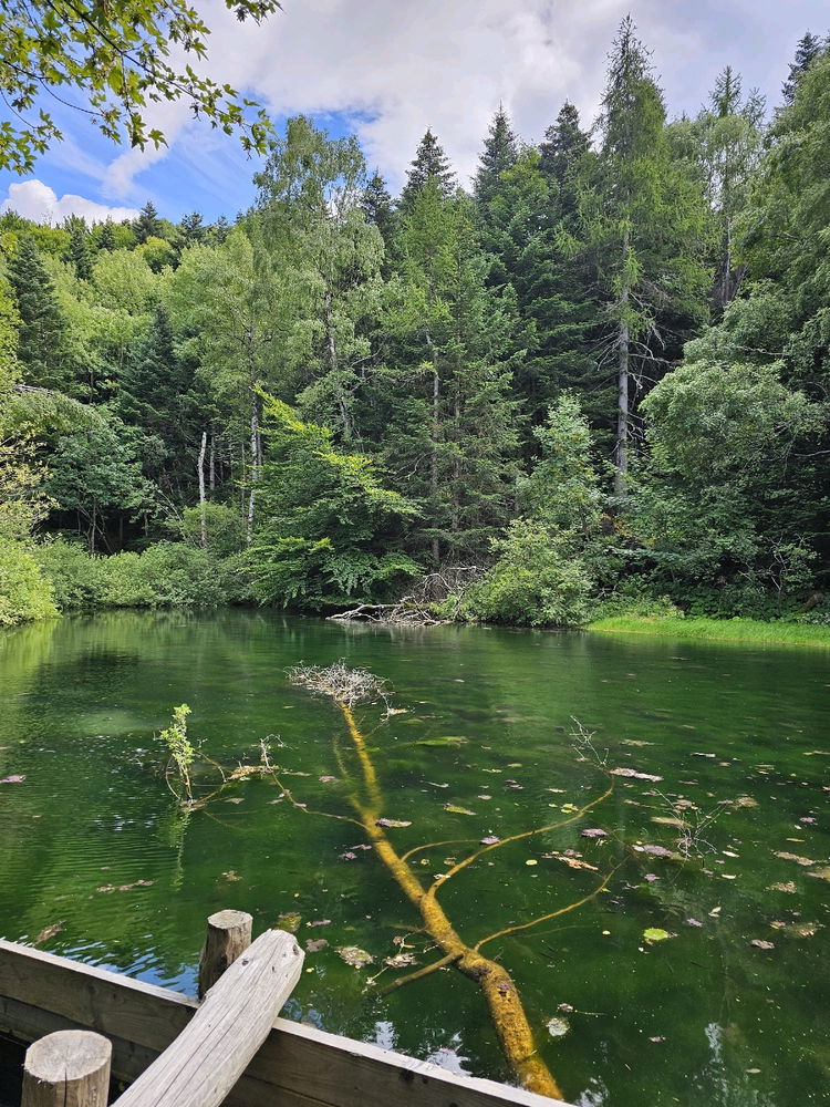 Il paradiso delle rane