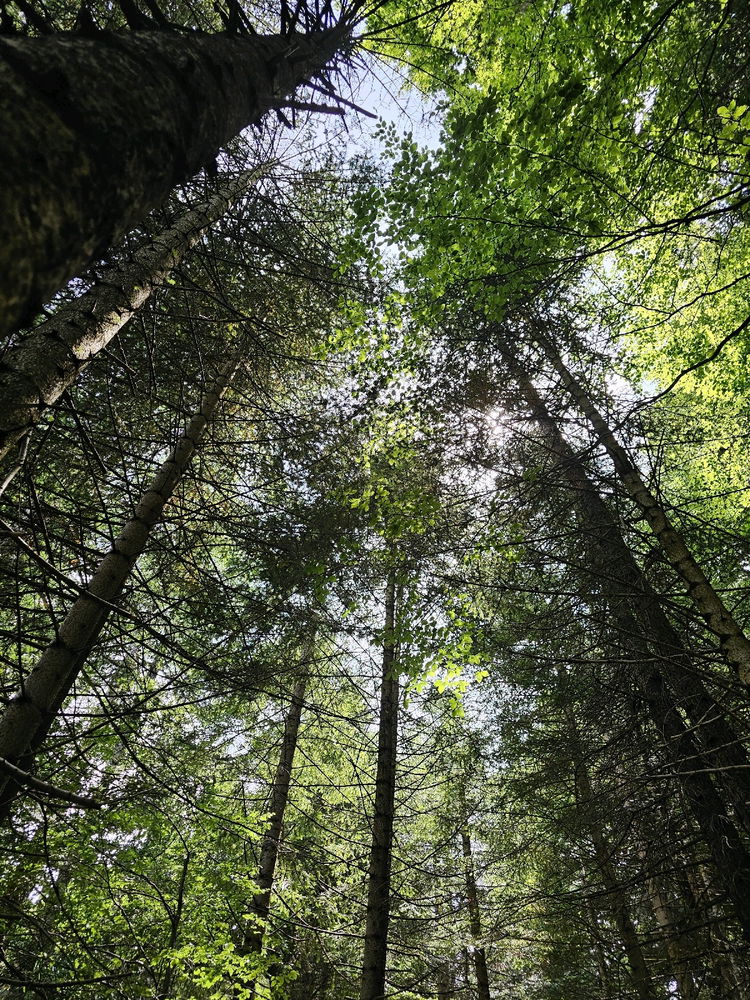 Il paradiso delle rane