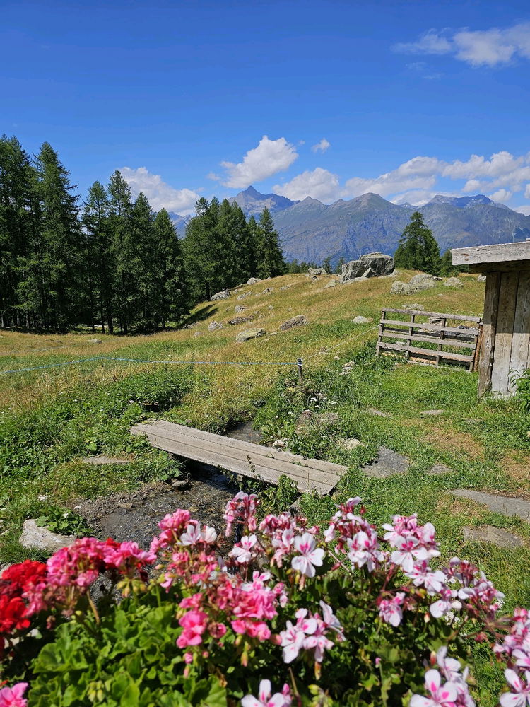 Il paradiso delle rane