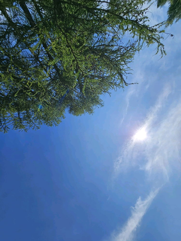 Il paradiso delle rane
