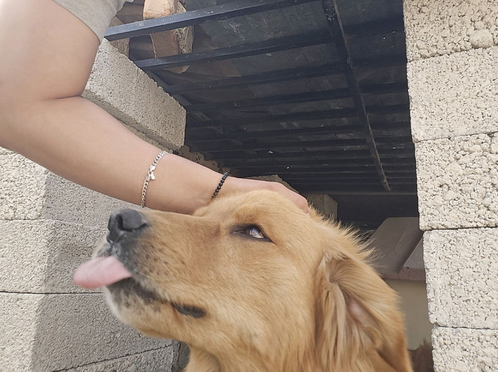 Mi perro