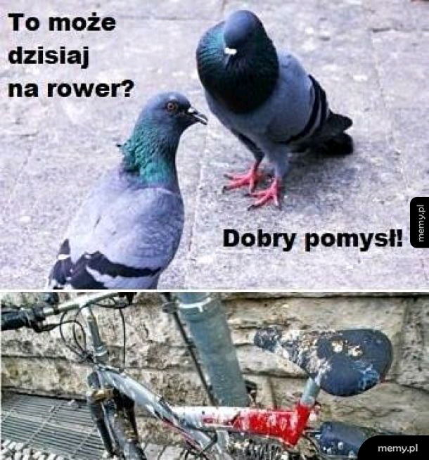 🕊️