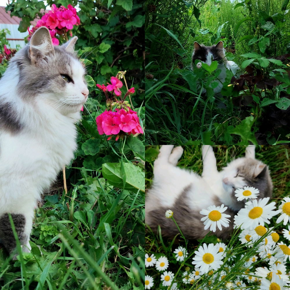 😺