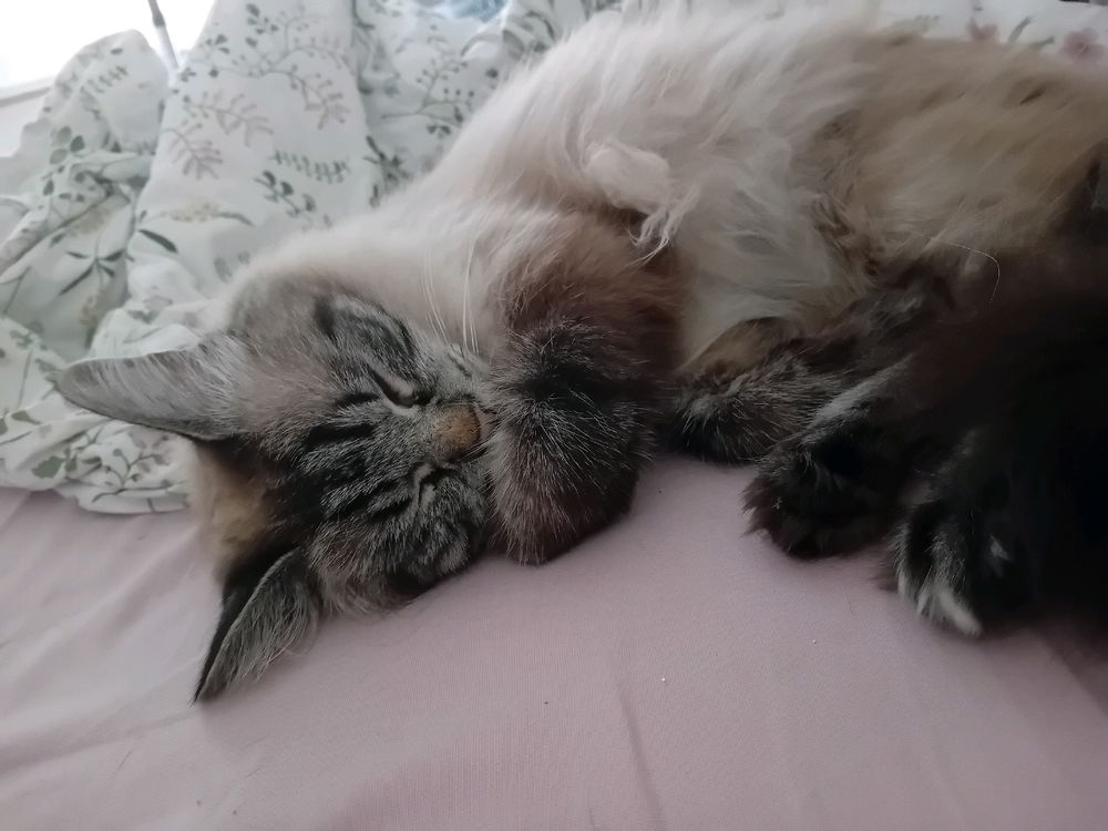 🐱😴