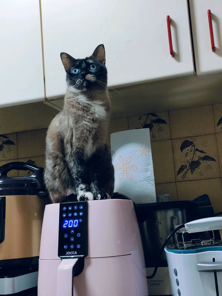 Mis hermosos felinos