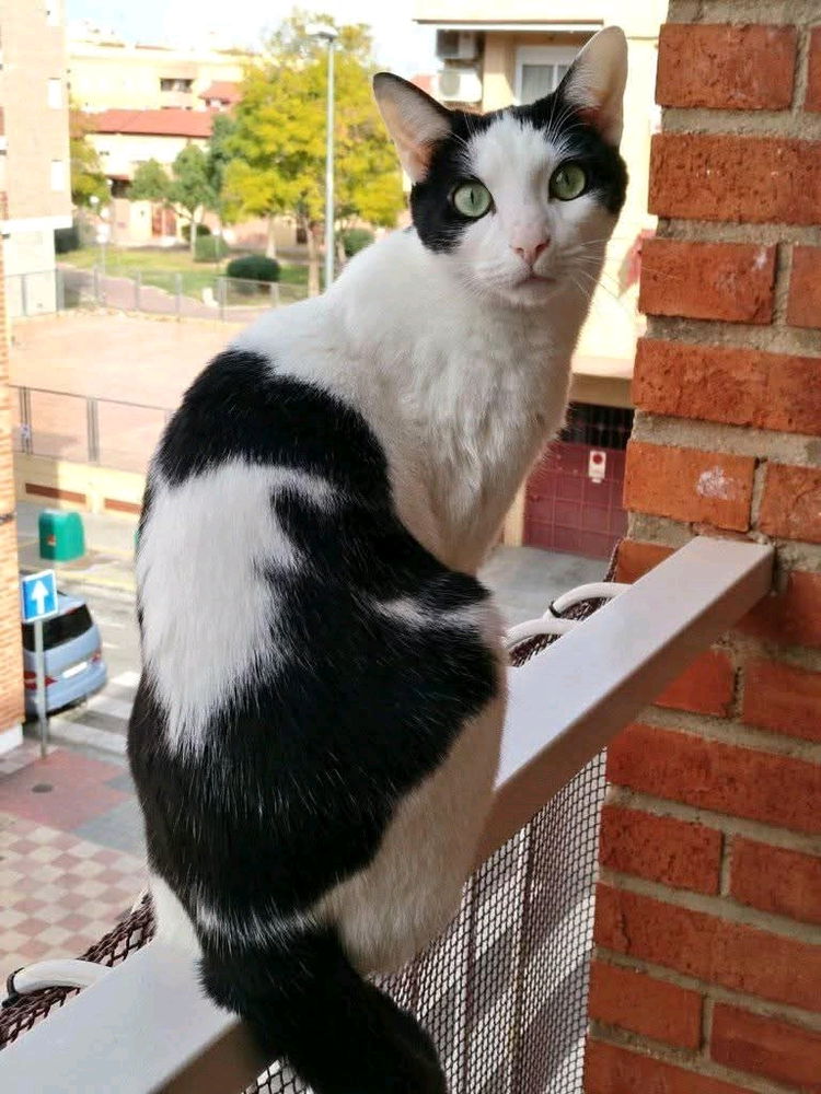 Mis hermosos felinos