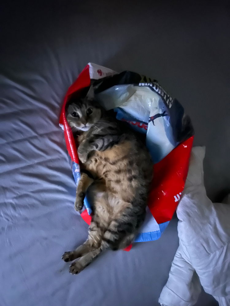 Praline