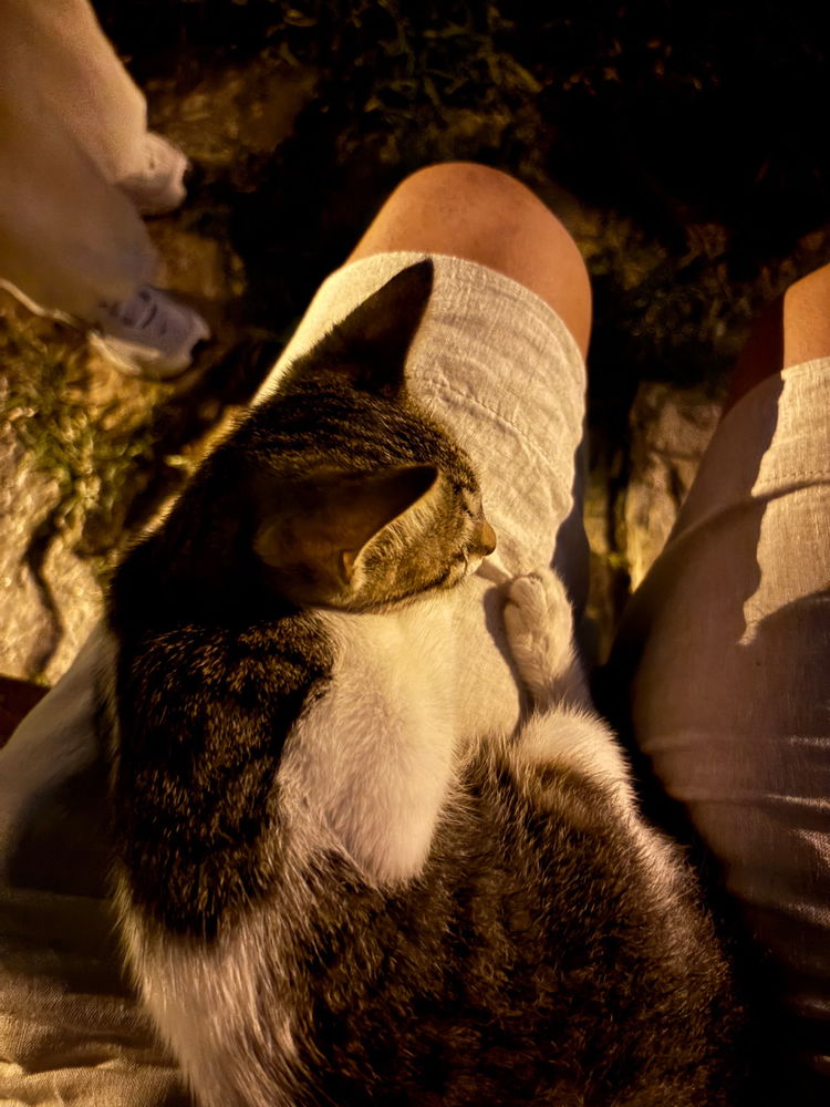kedi