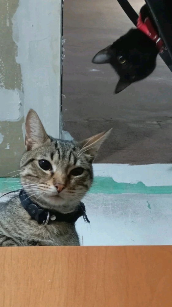Gatos