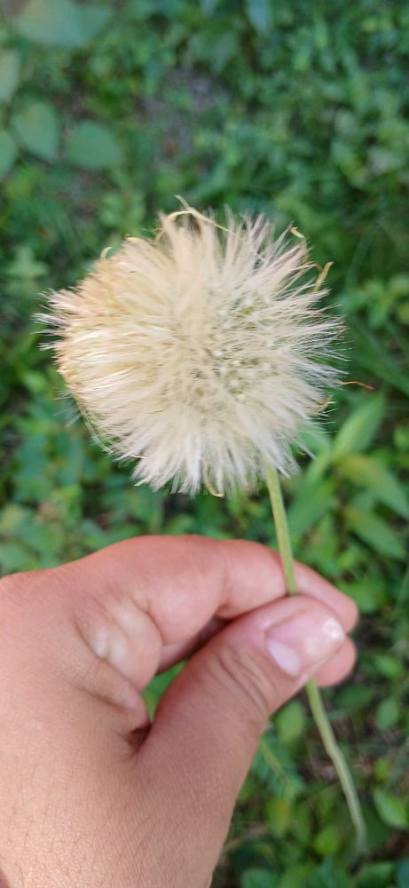 Bom dia