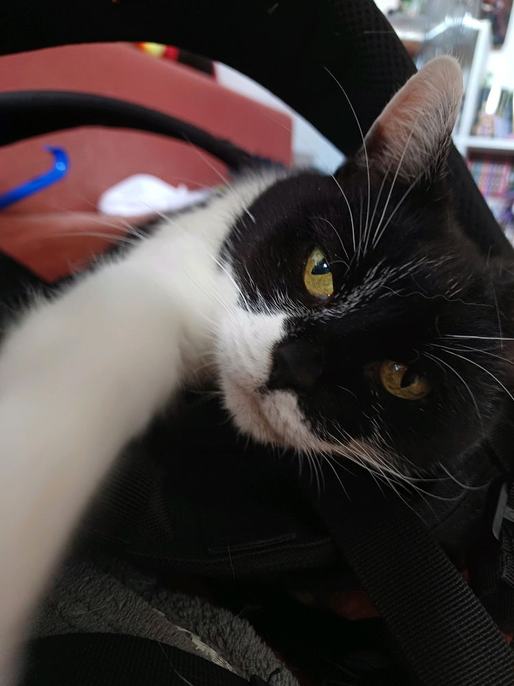 Katzenselfie!