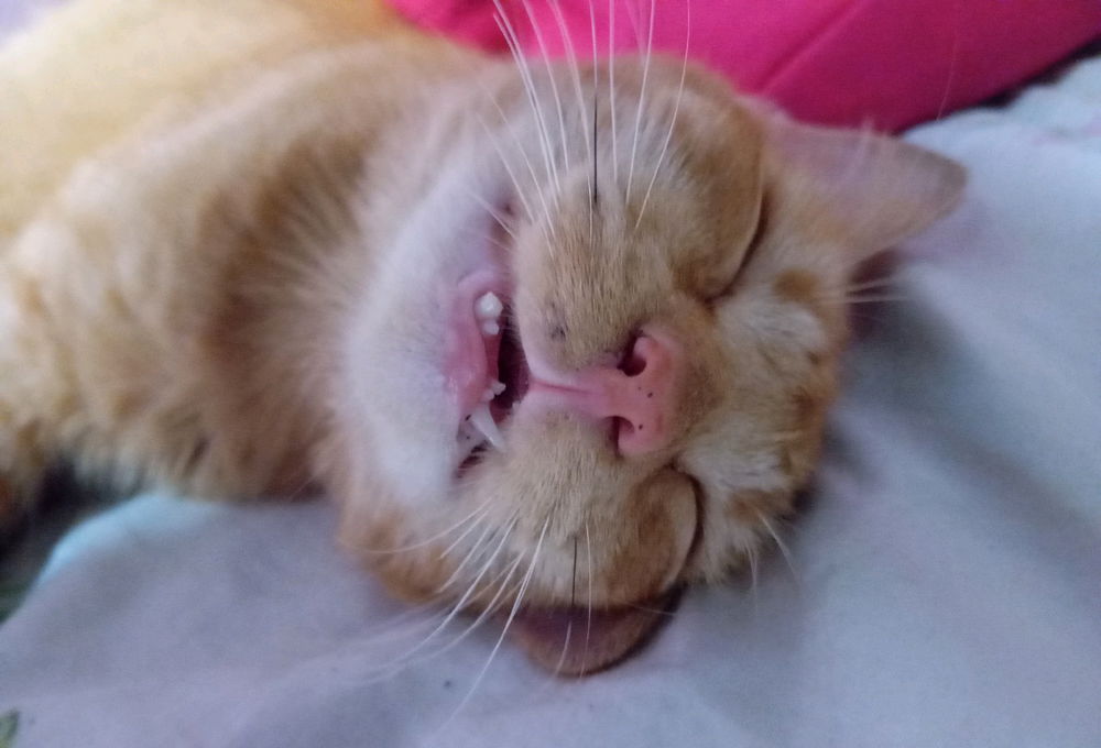 Gato laranja
