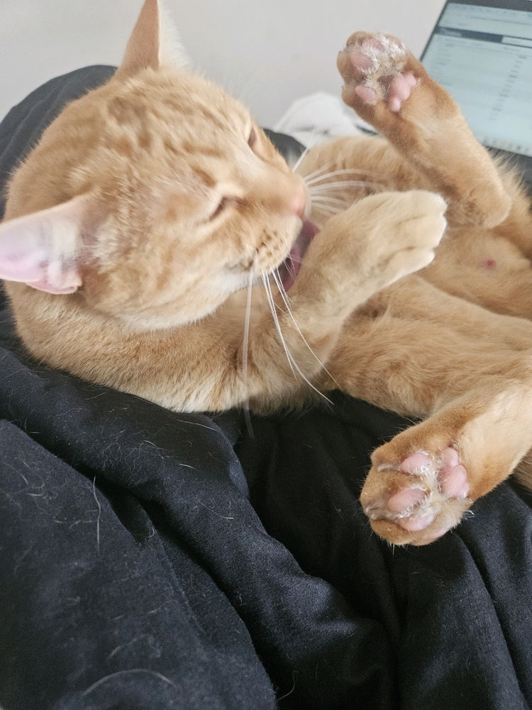 Gato estranho