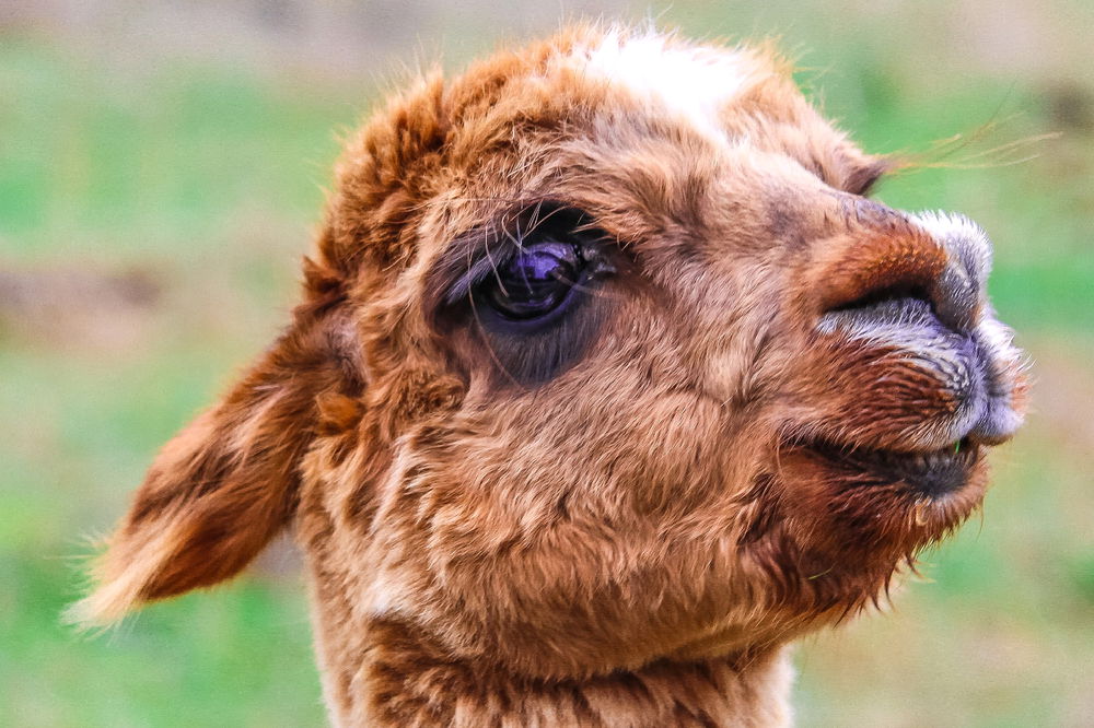 Saw this lama