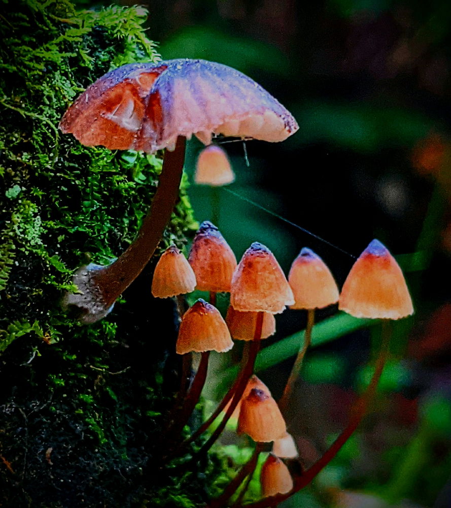 Shrooms family