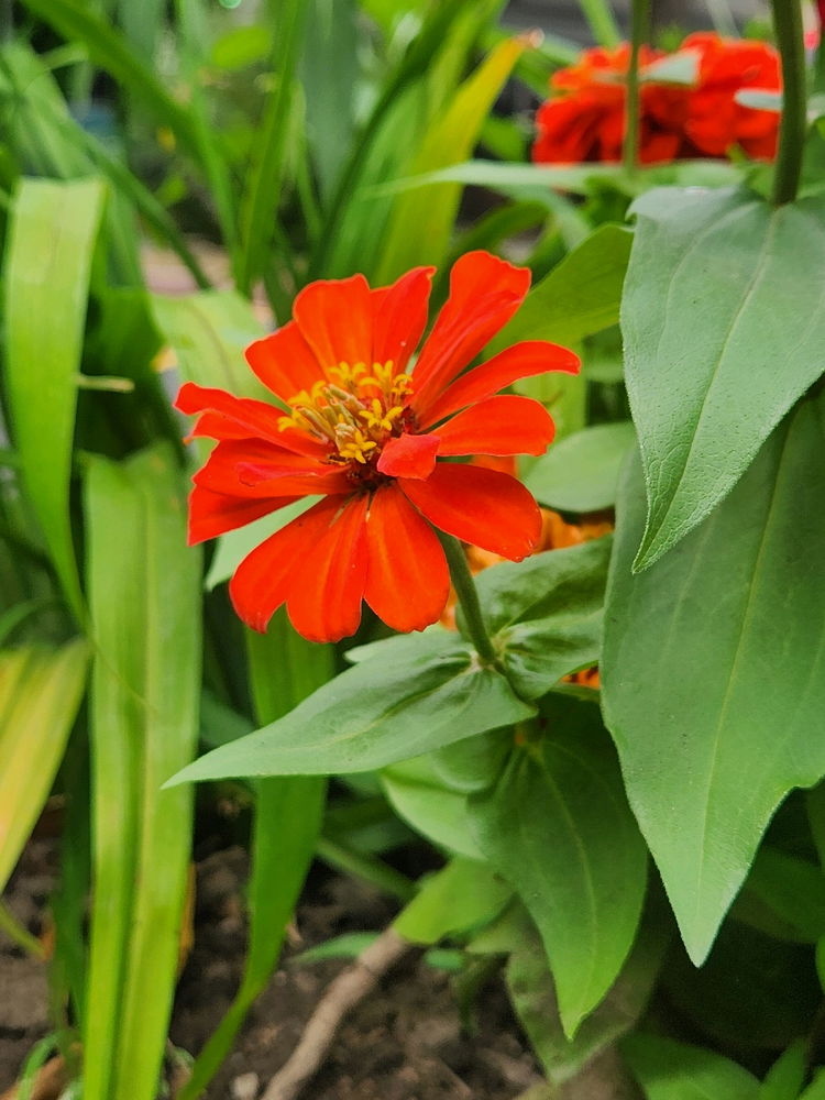 Orange beauty