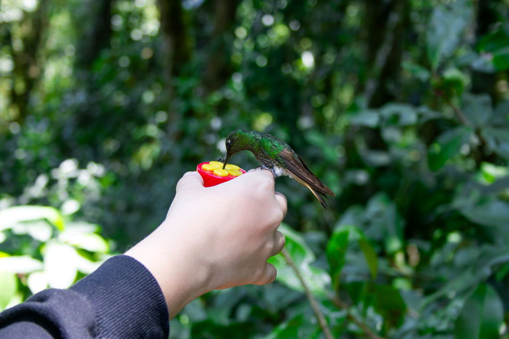 Pude alimentar colibríes