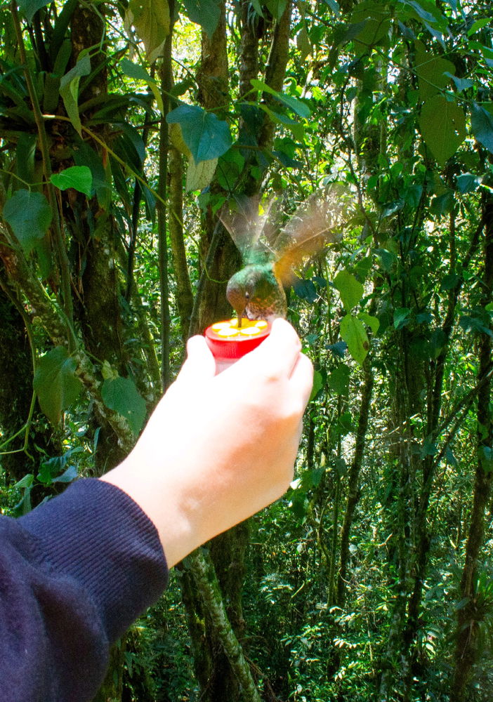 Pude alimentar colibríes