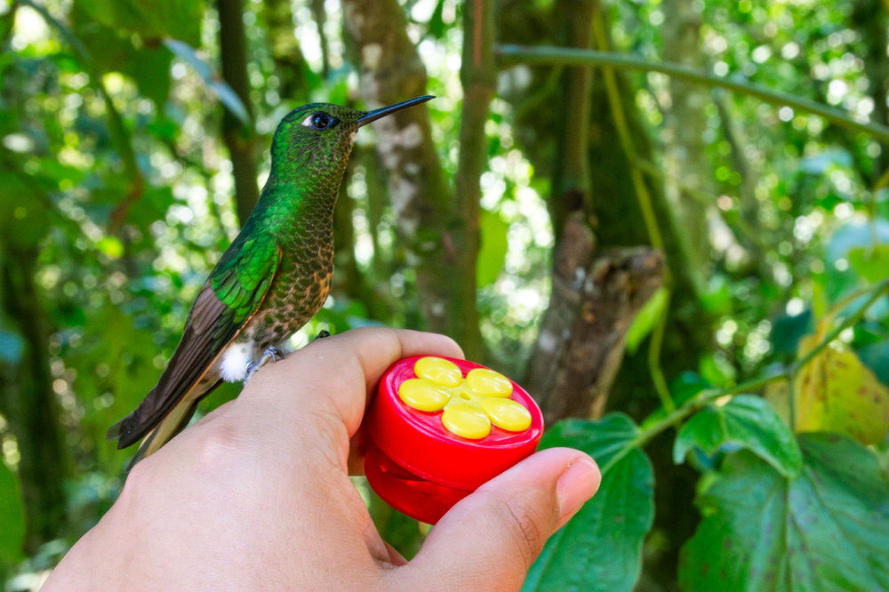 Pude alimentar colibríes