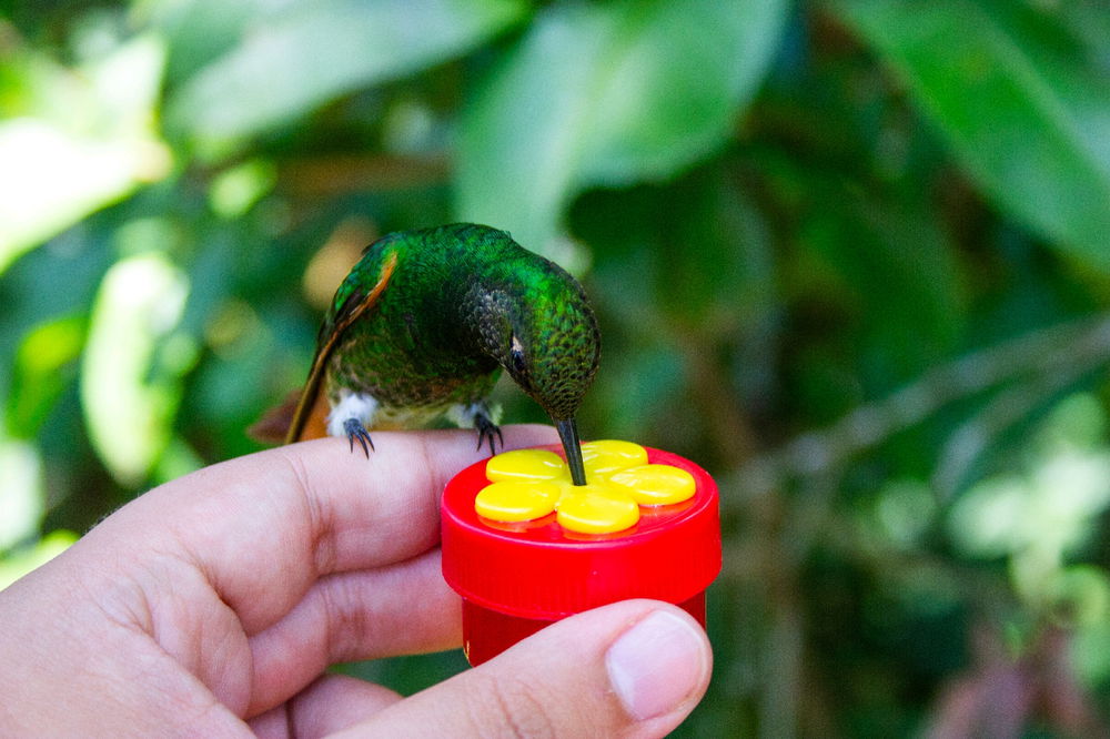 Pude alimentar colibríes