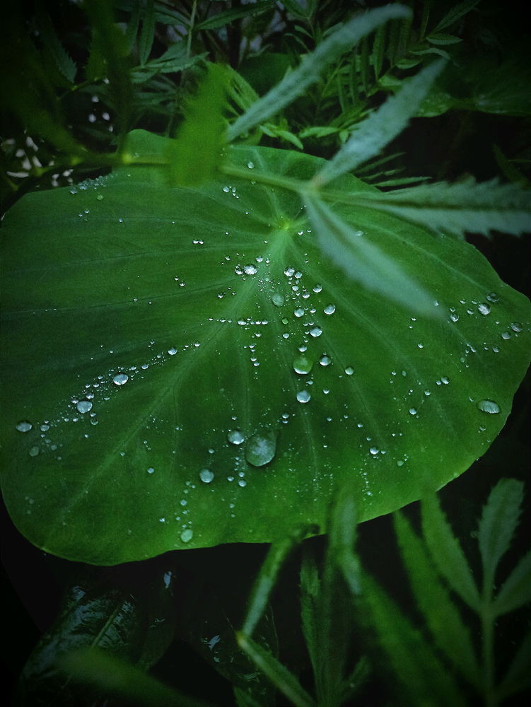 There is an eternal love between the water drop and the leaf. When you look at them, you can see that they both shine out of happiness.
