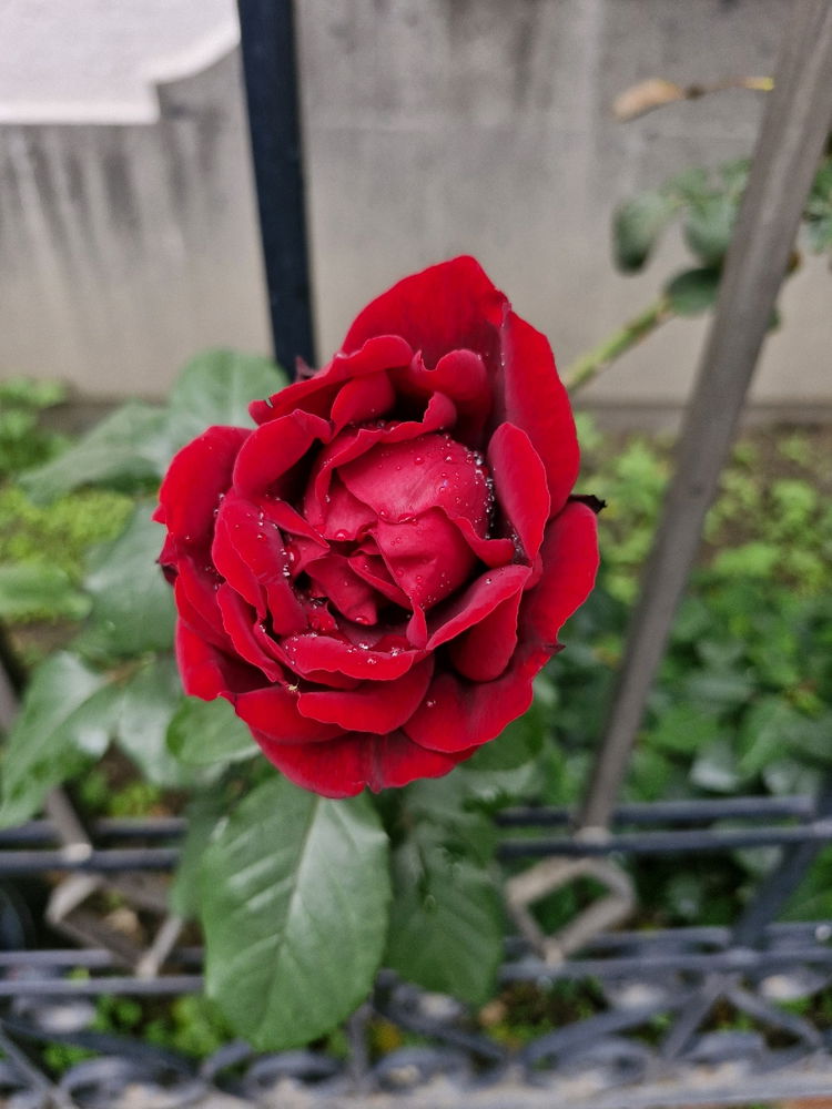 Flores que vi por ahí