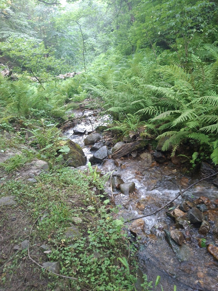 Sarıyo