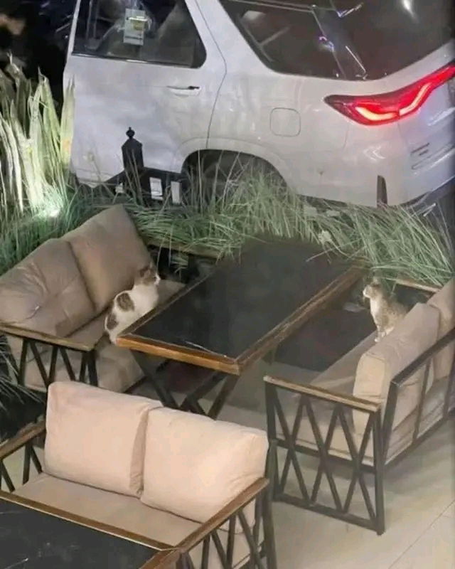 Meow date
