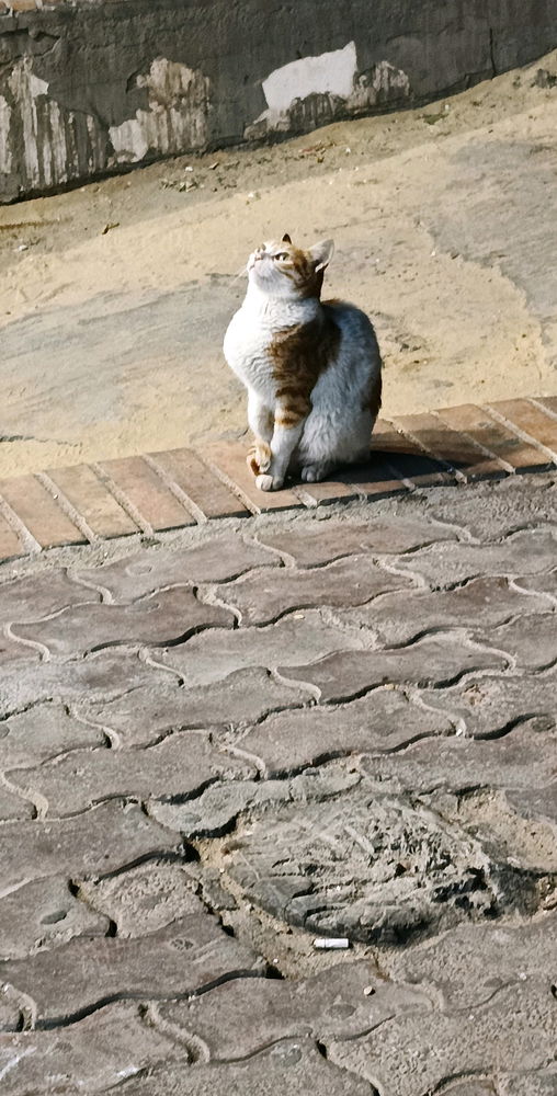 Meow