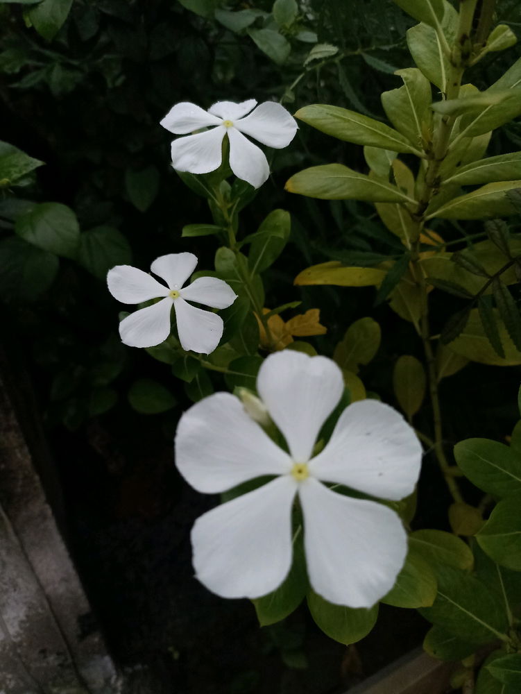 Capturing the grace and purity of white blooms.