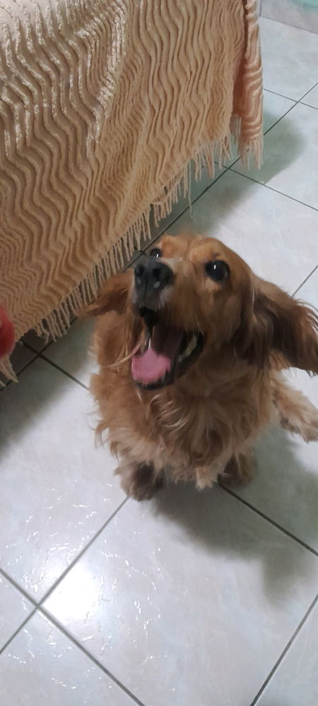 LA MAS DOG DE TODAS LAS DOGS