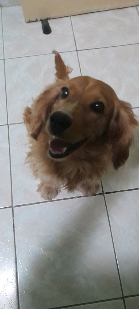 LA MAS DOG DE TODAS LAS DOGS