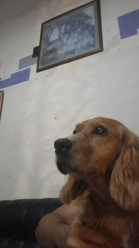 LA MAS DOG DE TODAS LAS DOGS