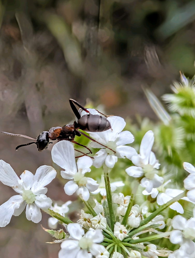 Ant & flower