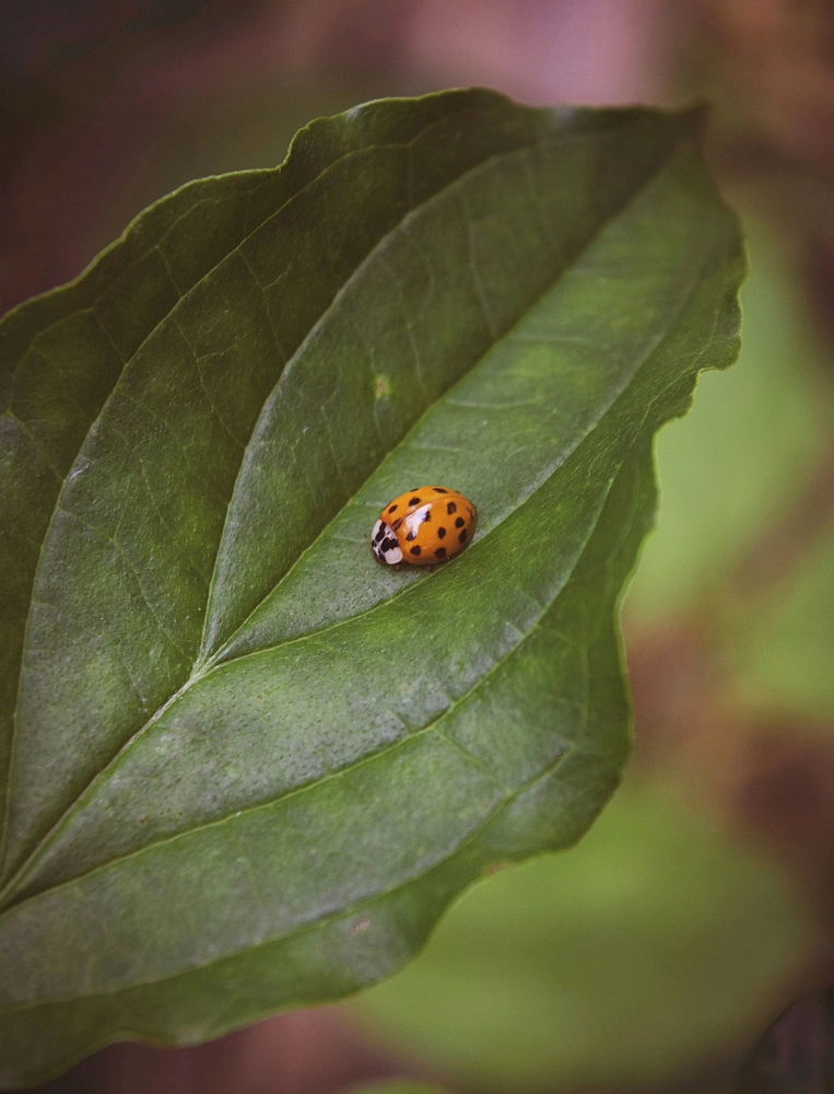 🐞📷